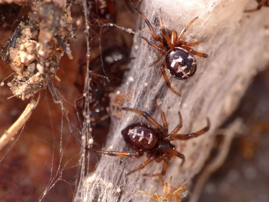 Steatoda paykulliana - Creta meridionale